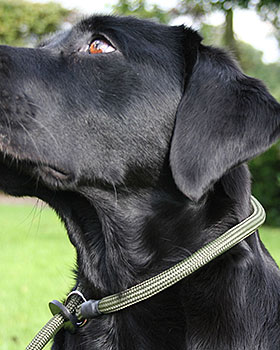 Gun dog slip leads best sale